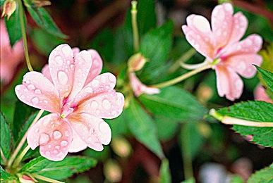 《真女神转生5》恶魔：印度女神“妙音天女” 娑罗室伐底 